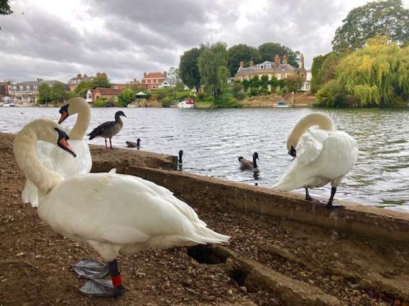 swans at kingston