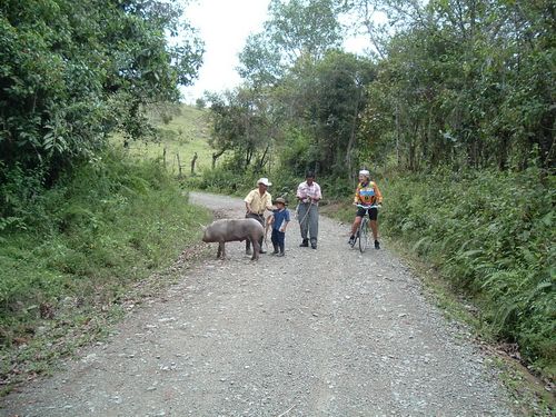 'Little pig did not want to go to market'. Back road towards the source of the Rio Magdalena, west of San Agustin