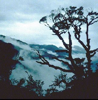 Tree in the mist, haunt of bicycle-eating parrots