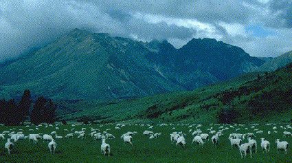 Don't forget to tell them about the sheep