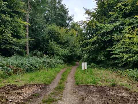 wendover woods